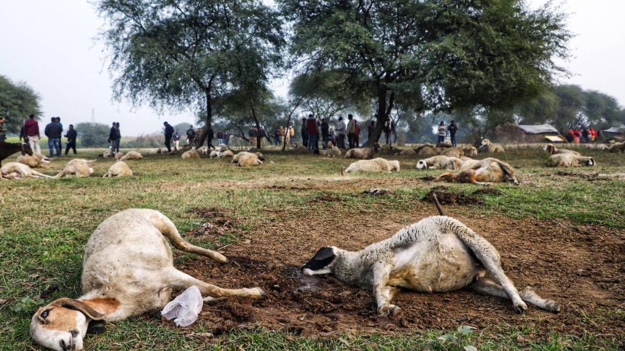 Rotten Food Sheep Death Lucknow Prerna Sthal 100 Dead Government Probe Compensation