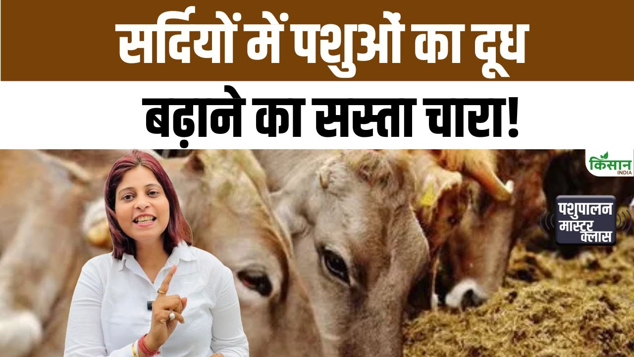 Bathua Fields Becomes Superfood For Animals Winter Increasing Milk Production And Providing Strong Protection Against Cold