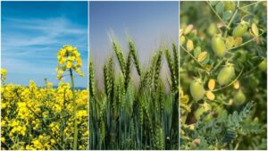 रबी सीजन की 3 कमाऊ फसलें, देरी से भी कर सकते हैं बुवाई और पा सकते हैं अच्छा मुनाफा