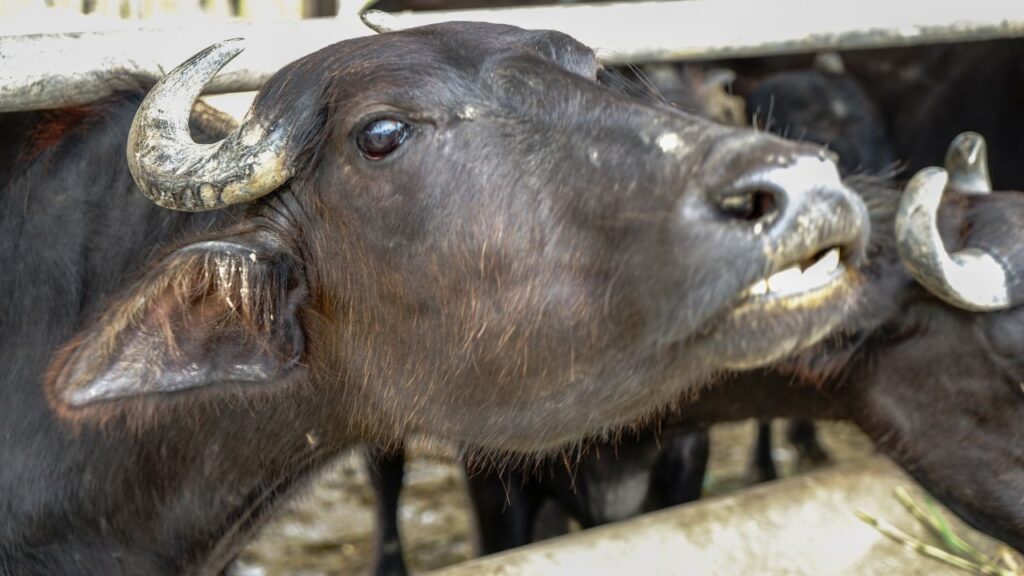 इस नस्ल की सबसे बड़ी खासियत यह है कि इसे विशेष या महंगे चारे की जरूरत नहीं पड़ती. सामान्य हरा चारा, सूखा चारा और खल-चोकर पर भी यह शानदार दूध देती है, जिससे पशुपालक का खर्च कम होता है और मुनाफा बढ़ जाता है.