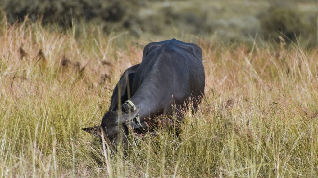 मुर्रा भैंस बीमारियों से लड़ने की क्षमता में भी बेहतर होती है. यह तेजी से स्वस्थ रहती है और कई सामान्य पशु रोगों से खुद को बचा लेती है, जिससे इलाज और रखरखाव पर होने वाला खर्च कम हो जाता है और डेयरी फार्म की स्थिरता बढ़ती है.