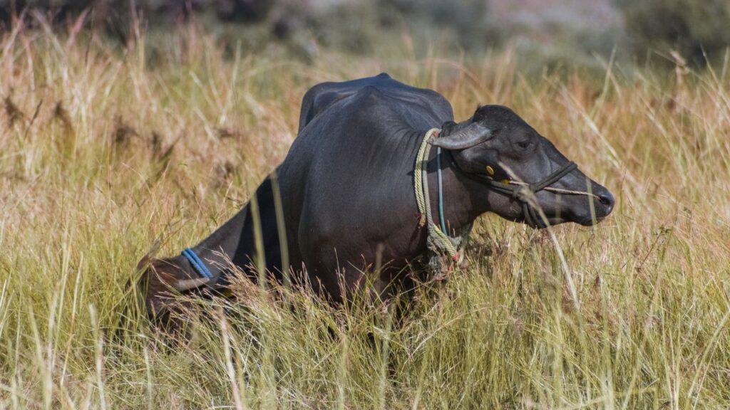 यह नस्ल प्रजनन क्षमता में भी मजबूती दिखाती है. समय पर गर्भधारण और स्वस्थ बछड़े देने के कारण पशुओं की संख्या स्वाभाविक रूप से बढ़ती रहती है. इससे डेयरी फार्म की भविष्य की कमाई सुरक्षित रहती है और व्यवसाय लंबे समय तक लाभ देता है.