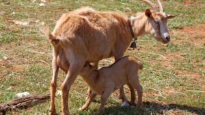 अब बकरियों का भी होगा कृत्रिम गर्भाधान, पशुपालकों को मिलेगी मुफ्त सुविधा