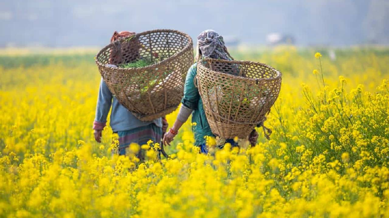 India Mustard Acreage Up 4 Percent Rabi Season 2025 26 Statewise Growth Weather Impact Sea Report