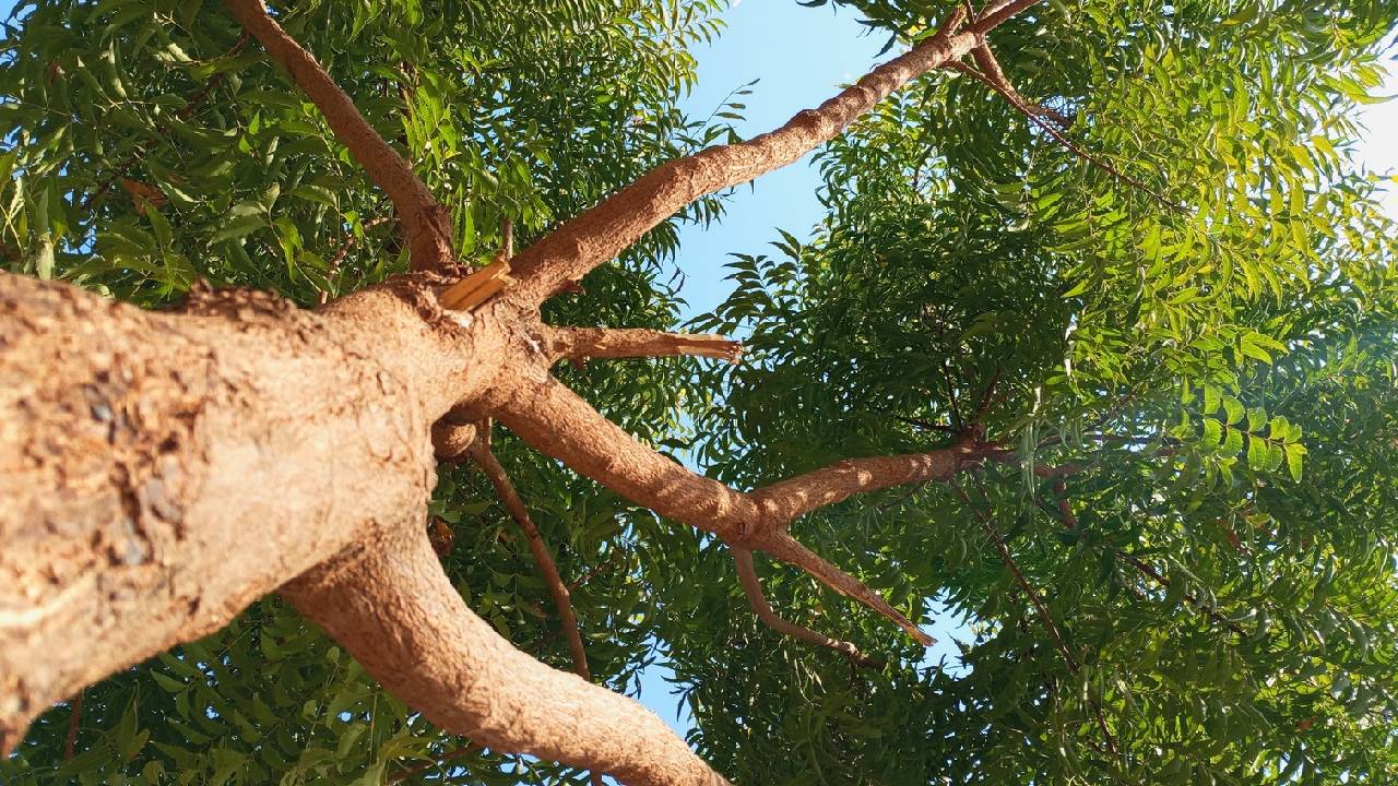 क्या नीम के पेड़ हो जाएंगे खत्म? फंगल संक्रमण से हजारों पेड़ों पर संकट