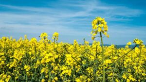 शीतलहर में भी सरसों पर नहीं होगा तना गलन और सफेद रतुआ का असर.. गंधक बनेगा ढाल