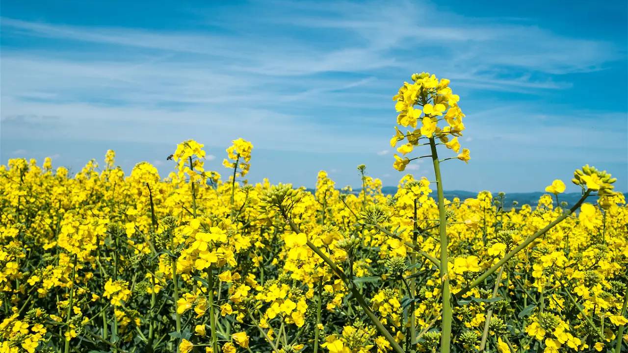 Measures Protect Mustard Crop From Cold Wave Stem Rot And White Rust