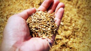 मई में ऐलान, दिसंबर में भी इंतजार… जीन-एडिटेड धान किस्में क्यों नहीं हो पाईं अब तक जारी मई में ऐलान, दिसंबर में भी इंतजार… जीन-एडिटेड धान किस्में क्यों नहीं हो पाईं अब तक जारी