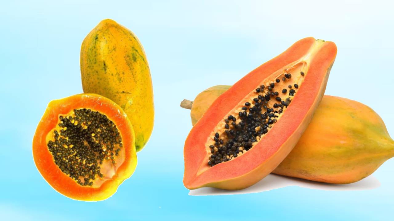 Long Vs Round Papaya Which Is Sweeter How To Choose Best Papaya