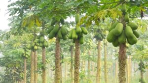Papaya Farming: पपीते की खेती में बीमारियों का हमला, रोगमुक्त फसल के लिए अपनाएं ये खास उपाय