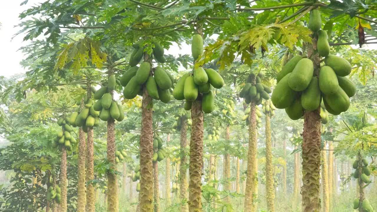 Papaya Farming Tips To Prevent From Diseases And Pests That Affect Papaya Plants Agricultural Experts Tips