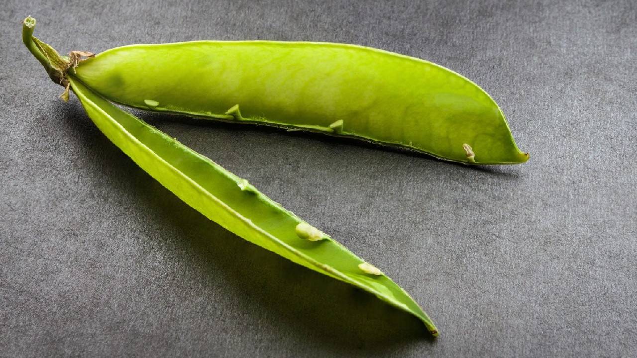 मटर की फलियों में दाने क्यों रह जाते हैं अधूरे? जानिए असली वजह और समाधान