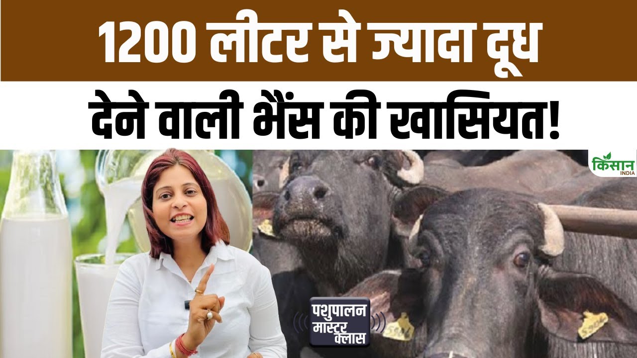 Nagpuri Buffaloes Which Produce 1200 Liters Milk Have Transformed Farmers Fortunes Making Dairy Farming A Strong Source Of Profit