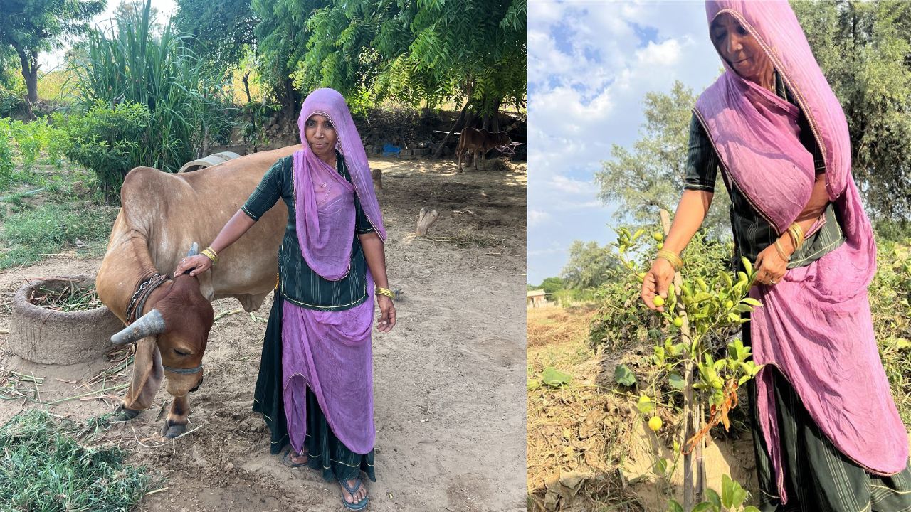 किचन गार्डेन से शुरू कर अब बेच रहीं मिर्च-नींबू और करी पत्ता, बाड़मेर की महिला किसान ने संवारी किस्मत