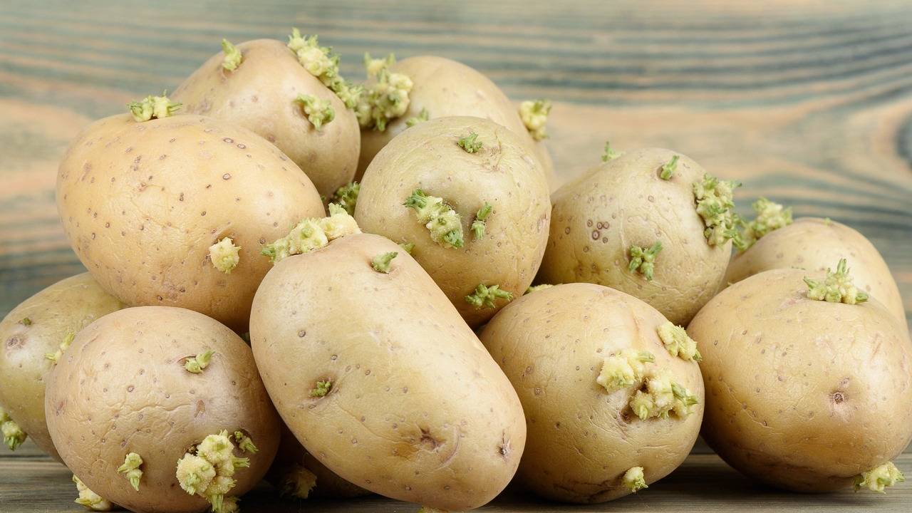 हरे या अंकुरित आलू सेहत के लिए खतरनाक, इन संकेतों को न करें नजरअंदाज