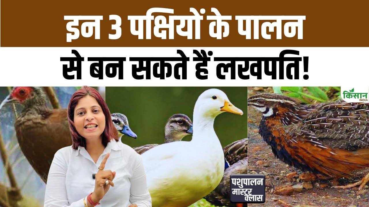 Partridges Ducks And Quails Birds Farming Will Change Your Earning In Lowest Investment Poultry Farming