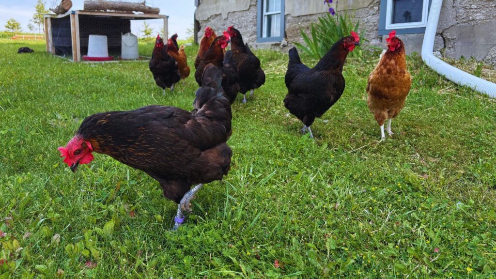 नर्मदा निधि को लोग मजाक में “कड़कनाथ का बाप” कह रहे हैं, क्योंकि यह कम समय में ज्यादा वजन, ज्यादा अंडे और बेहतर सेहत देती है. इससे किसानों को कम खर्च में ज्यादा कमाई का मौका मिलता है.