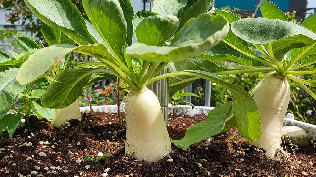 Grow Fresh Radish At Home In Pots Easy Winter Gardening Guide For Beginners