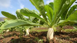 मूली की फसल को बचाना है तो रहें सतर्क, इन रोगों से हो सकता है भारी नुकसान…यहां जानें समाधान