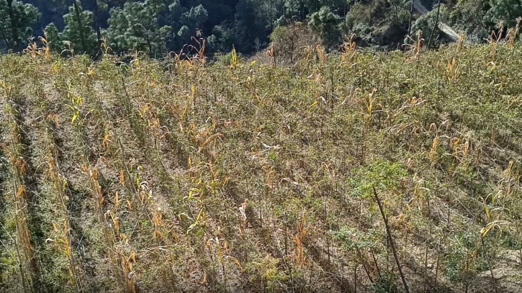 rain dependent crops dying due to lack of rain and irrigation crisis