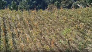 ..तो घट जाएगी 30 फीसदी पैदावार, बारिश पर निर्भर फसलों का सूखना शुरू, दो महीने से सिंचाई संकट गहराया