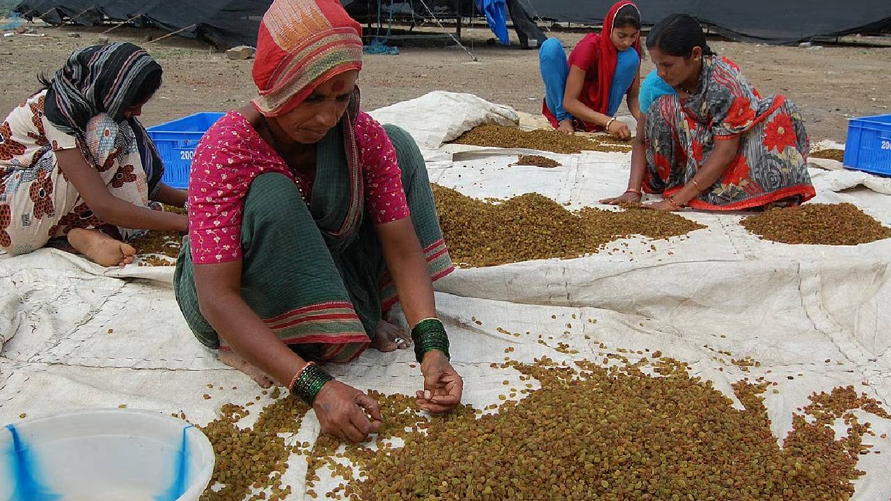 Chinese Raisin Imports Maharashtra Price Crash Grape Growers Demand Government Action Against Illegal Imports