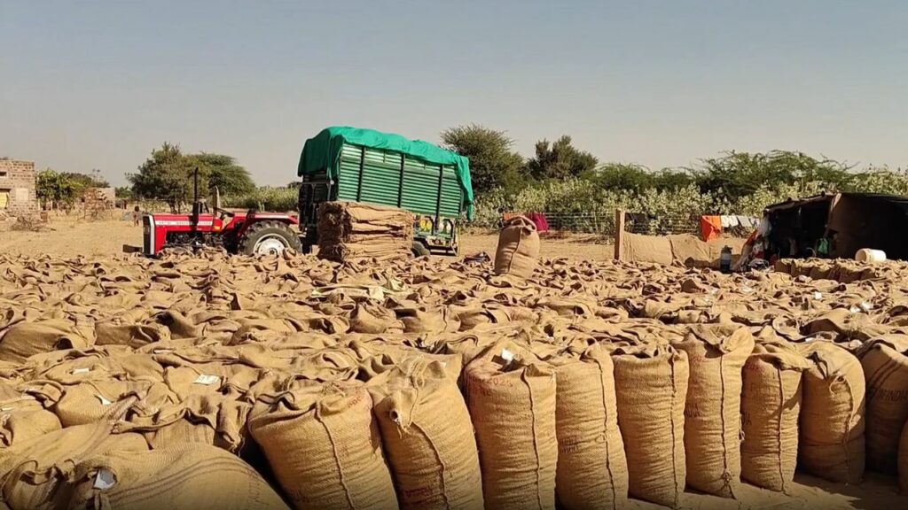 rajasthan Phalodi Peanut farmers