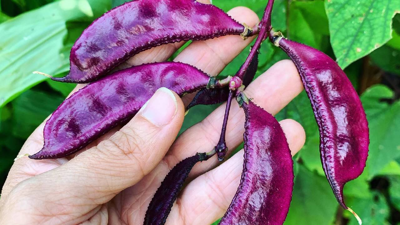 Farmers Can Earn Big By Growing Red Flat Hyacinth Bean Low Cost High Demand Indigenous Vegetable Farming India