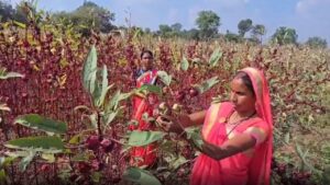 सिंदूर की खेती से बदली महिला किसानों किस्मत, 1.50 लाख के खर्च में 9 लाख की कमाई