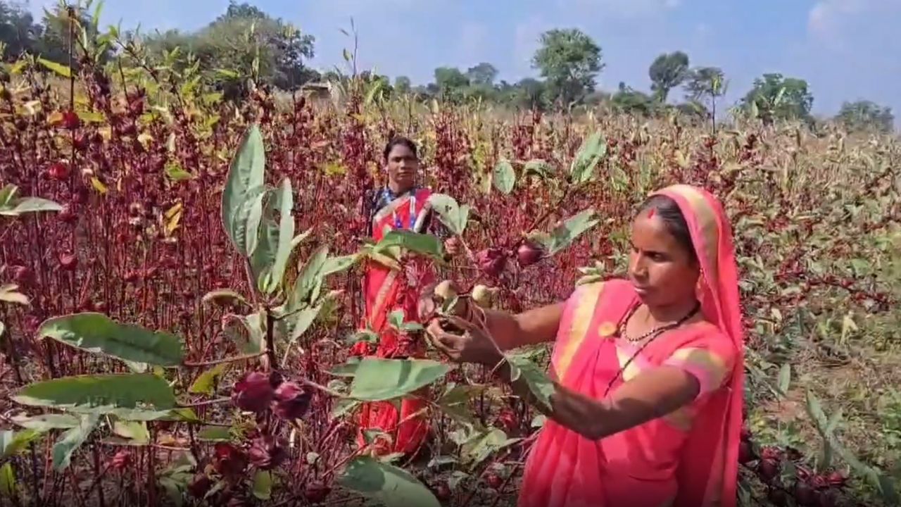 सिंदूर की खेती से बदली महिला किसानों किस्मत, 1.50 लाख के खर्च में 9 लाख की कमाई