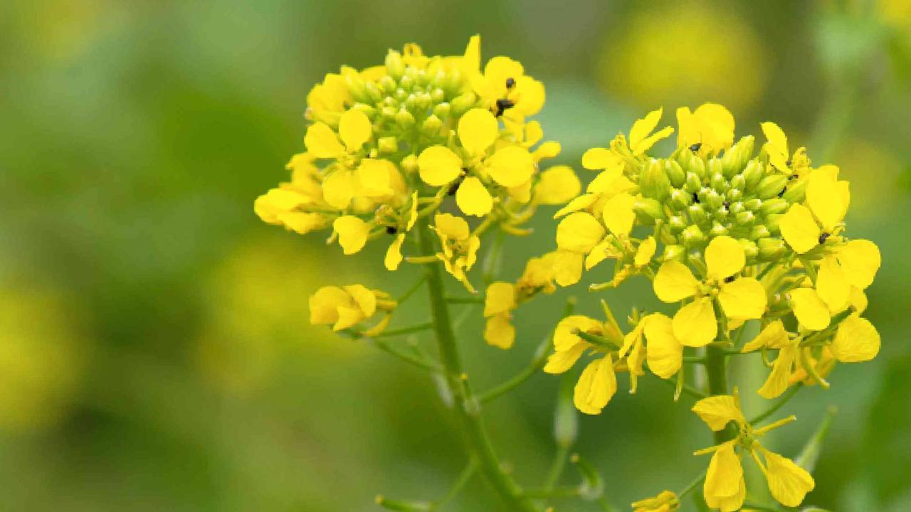 Mustard Farming Pre Harvest Precautions Disease Control Tips To Increase Yield And Improve Crop Quality