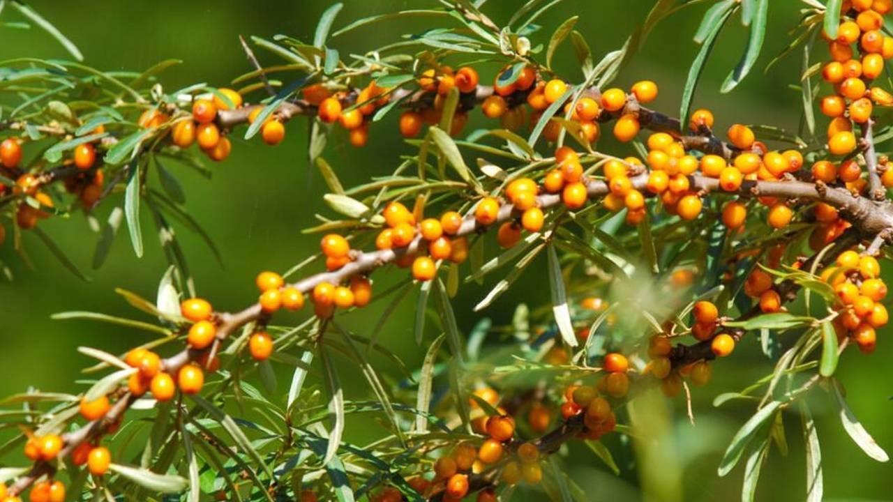 Nddb To Procure Leh Berry After Apple Apricot Boosting Ladakh Farmers Income And Market Access