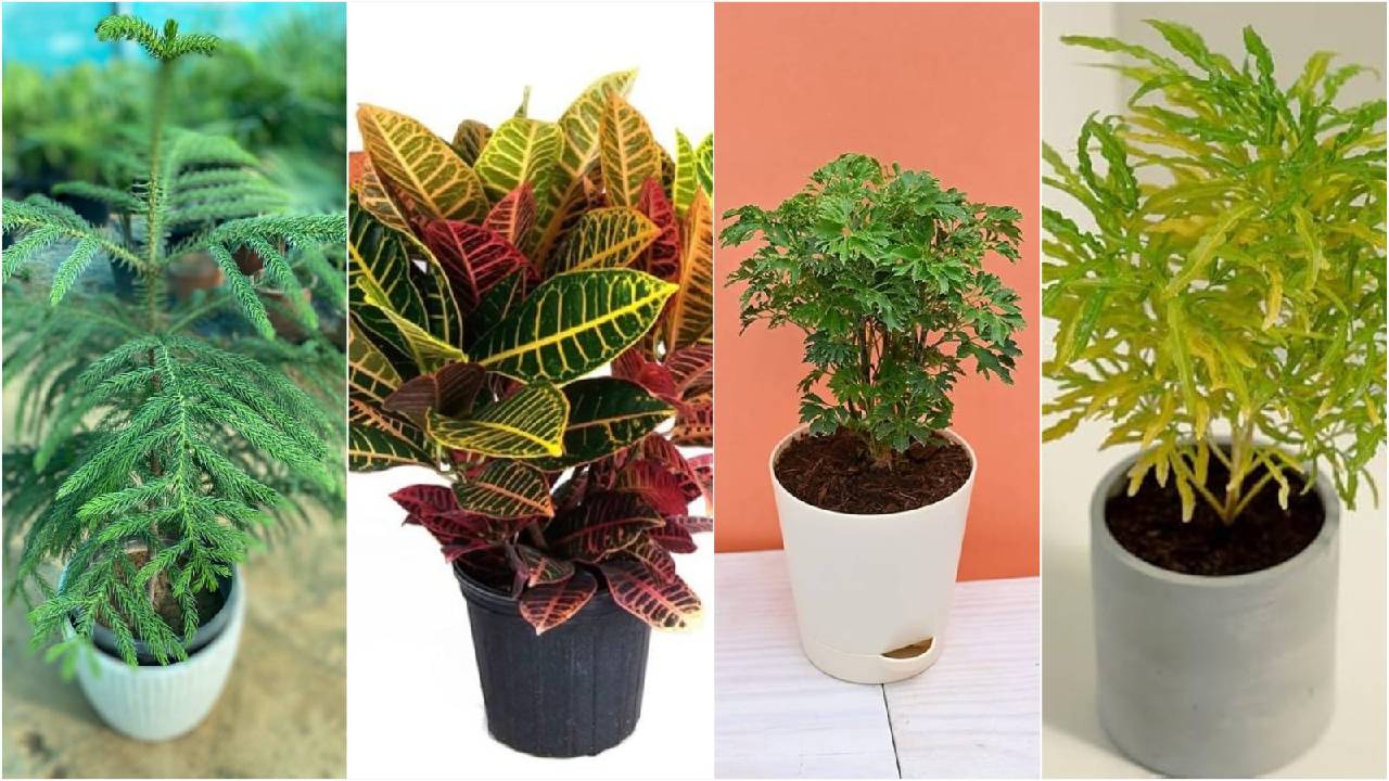 Be It A Balcony Or A Small Garden Show Plants Enhance The Beauty Of The Home