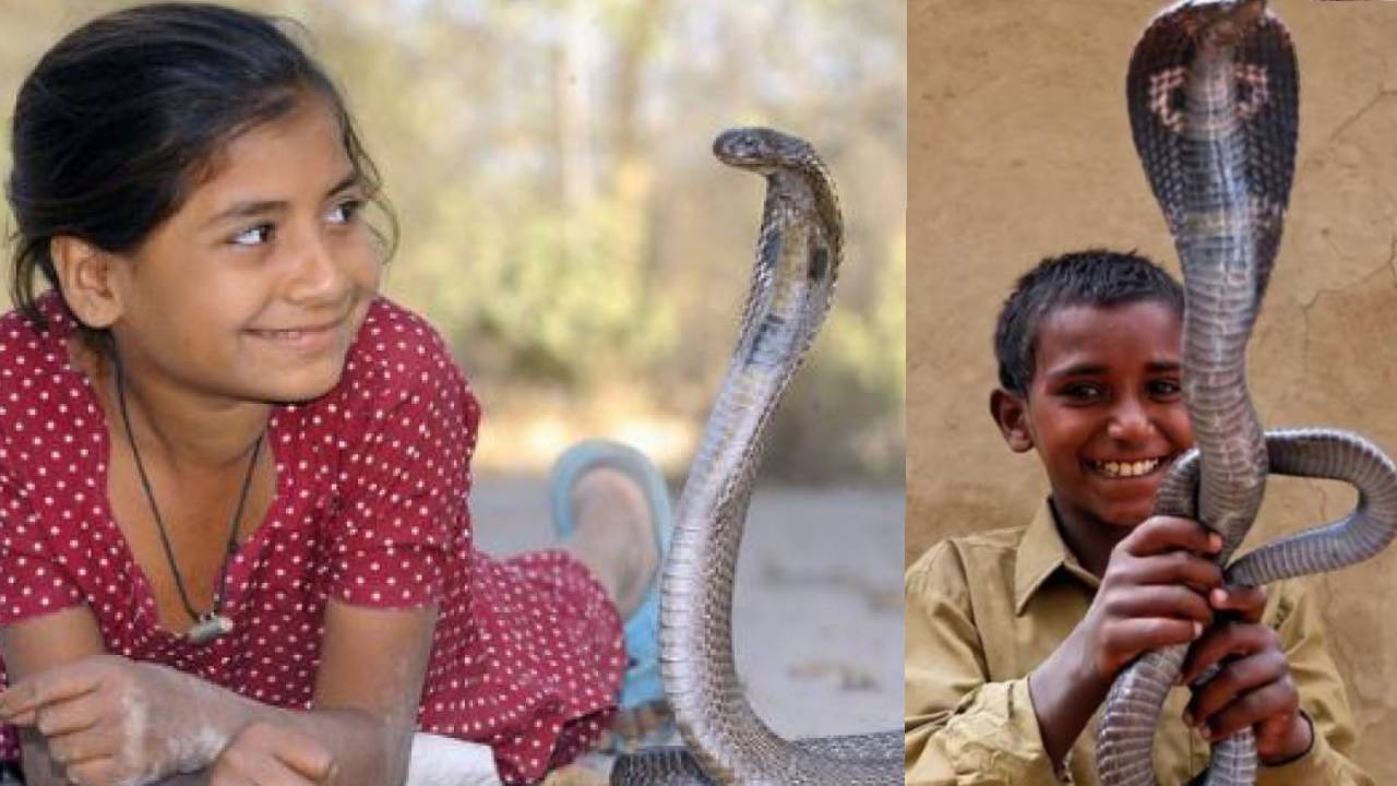India Snake Village Shetpal Children Play With Cobras Unique Tradition Human Wildlife Coexistence