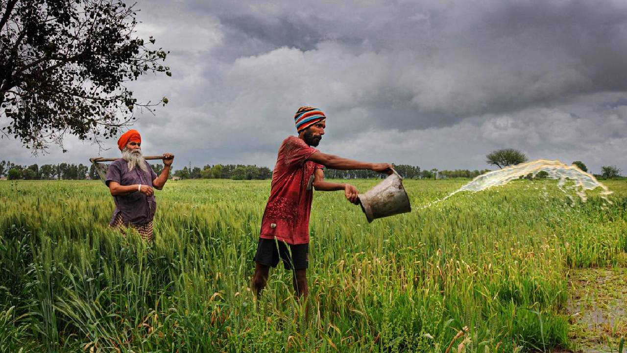 देश में 85 फीसदी रबी की बुवाई का काम पूरा, गेहूं और चना बने किसानों की पहली पसंद