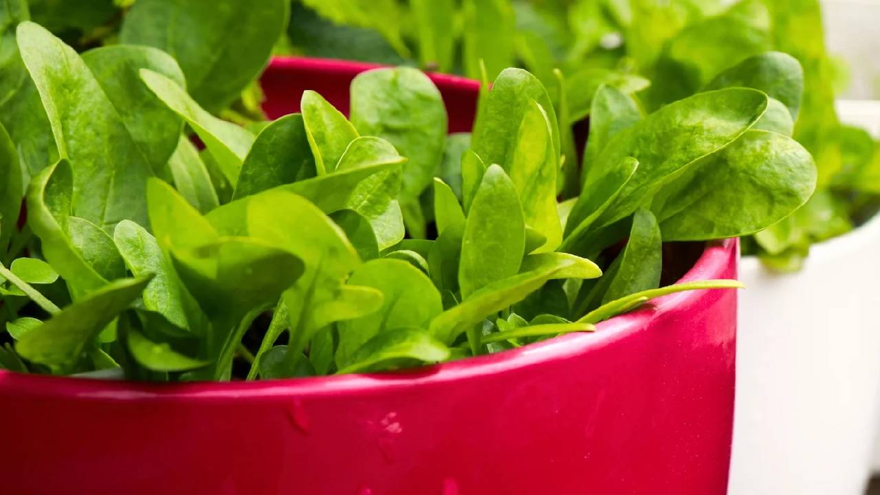 Grow Fresh Spinach At Home In Pots Complete Easy Guide For Balcony Terrace Container Gardening