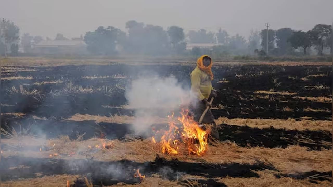 The Madhya Pradesh Government Has Decided To Take Strict Action Against Farmers Who Burn Parali