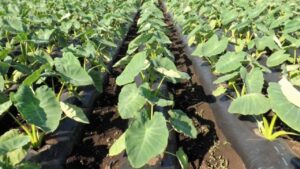 Arbi Sabji Ki Kheti: खाली जमीन में लगाएं ये फसल, एक पौधा कराएगा 700 रुपये तक की कमाई