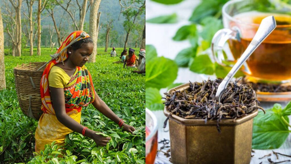 India’s Tea Exports Surge 6.5% as Global Demand Rises Despite Weather-Driven Production Drop