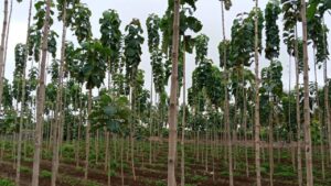 Teak Cultivation: खेत की मेड़ पर लगाएं यह पेड़, कुछ सालों में देगा एफडी से भी बेहतर कमाई
