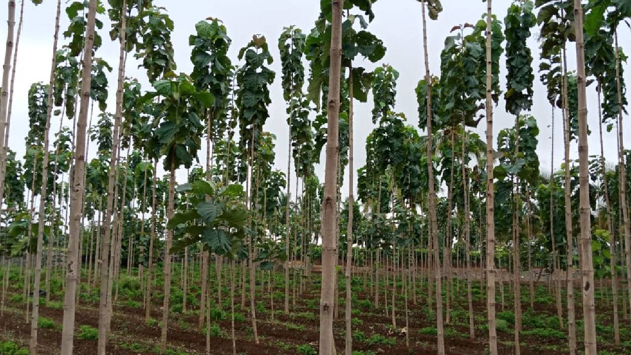 Teak Cultivation: खेत की मेड़ पर लगाएं यह पेड़, कुछ सालों में देगा एफडी से भी बेहतर कमाई
