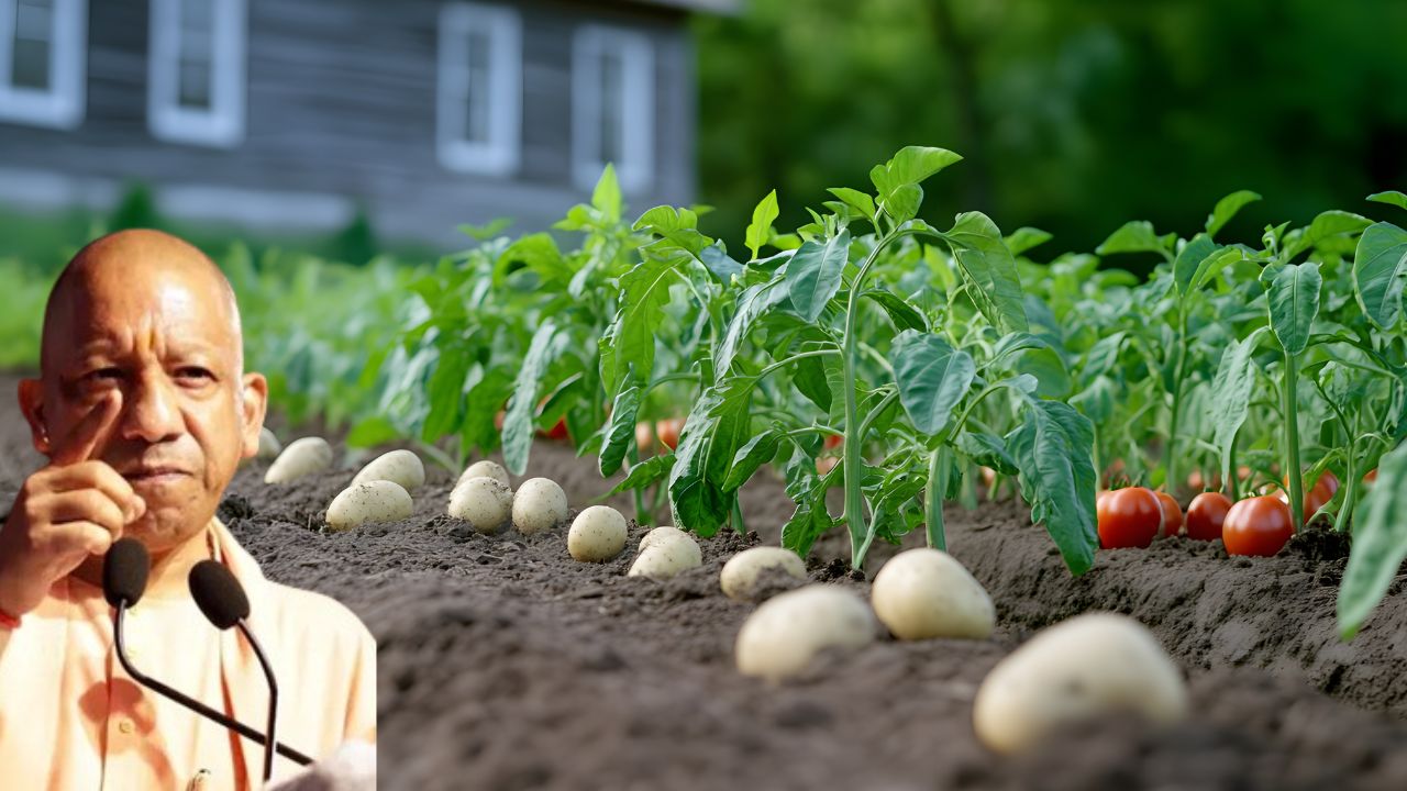 नीचे आलू उगेगी ऊपर टमाटर लगेगा, सीएम योगी बोले- किसानों ने करके दिखाया.. टिश्यू कल्चर से तैयार हो रहे बीज