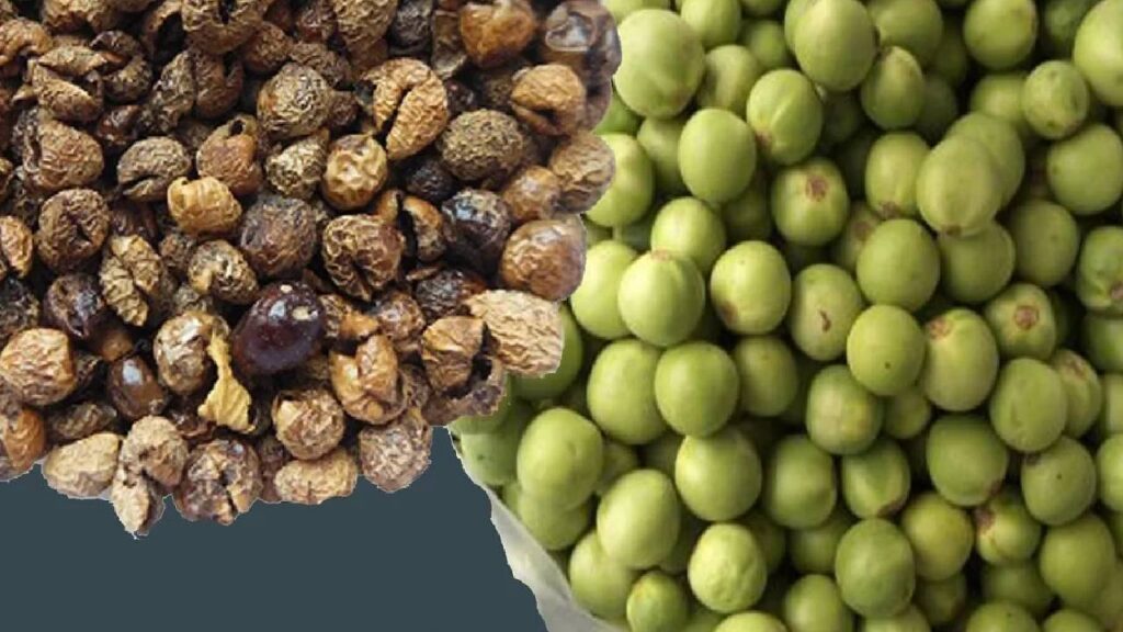 Turkey Berry Farming: A Low-Cost, High-Profit Medicinal Crop Transforming Farmers’ Income