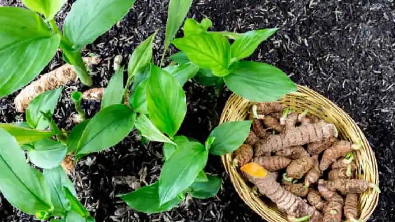 मिलावट छोड़िए.. घर के आंगन में उगायें देसी हल्दी, सर्दी-जुकाम से लेकर कई बीमारियों में बनेगी रामबाण दवा