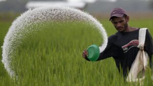 खेतों में यूरिया का अंधाधुंध इस्तेमाल बना खतरा, कृषि विशेषज्ञों ने दी चेतावनी
