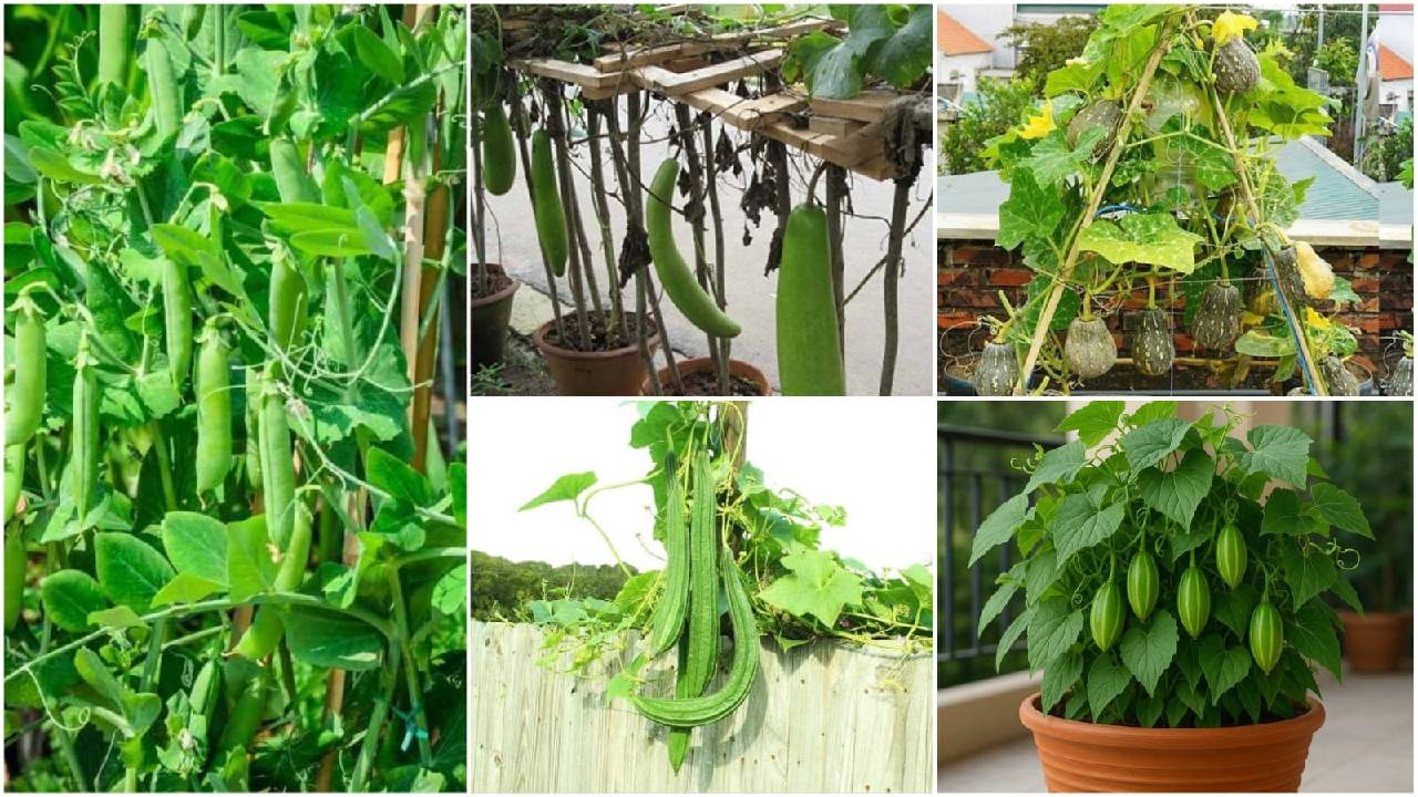 Winter Farming 5 Vegetable Crops Can Be Grown In Pots At Home Check Details