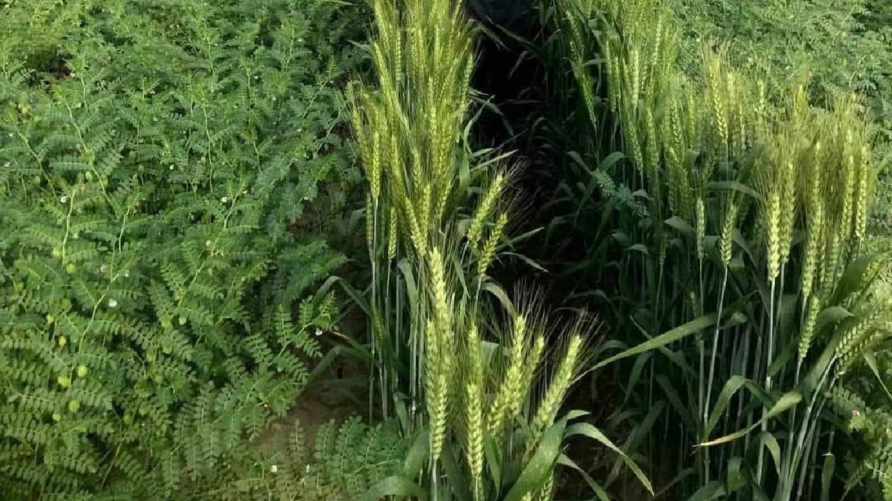 An Indigenous And Inexpensive Way To Protect Crops In The Harsh Winter