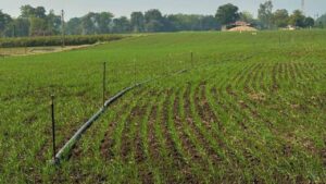 क्या होता है फसल कैलेंडर जिसे सरकार ने जारी करने का दिया आदेश, कैसे बढ़ेगी किसानों की कमाई? क्या होता है फसल कैलेंडर जिसे सरकार ने जारी करने का दिया आदेश, कैसे बढ़ेगी किसानों की कमाई?