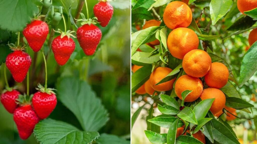 Five Fruit-Bearing Plants You Can Easily Grow Indoors During Winter: Simple, Low-Light Options for a Greener Home