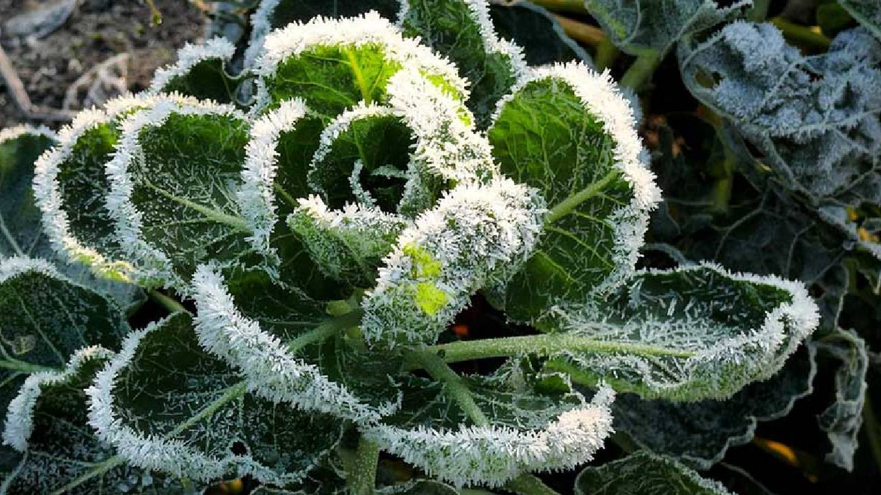 गिरते तापमान ने बढ़ाई किसानों की चिंता, पाले से फसल बचाने के लिए समय रहते करें ये काम